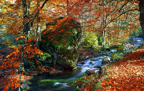 Осень, лес, листья, деревья, парк, река, colorful, forest