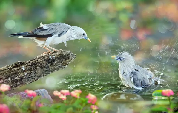 Вода, брызги, птицы, природа, купание, боке