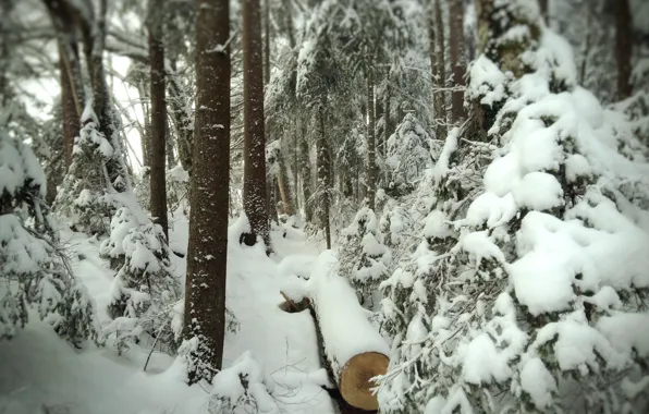 Зима, Снег, Лес, Тропа, Мороз, Winter, Snow, Forest