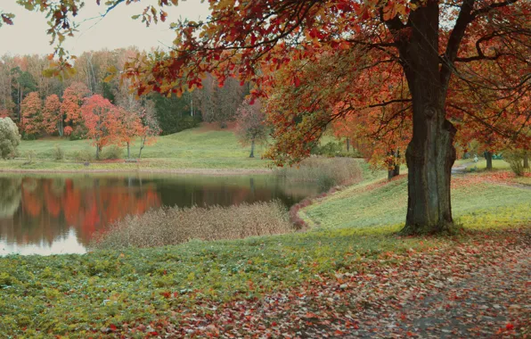 Картинка Осень, Лес, Санкт-Петербург, АGreshnov