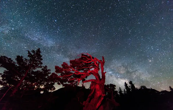 Небо, звезды, свет, деревья, ночь, Калифорния, США, Национальный заповедник Тахо