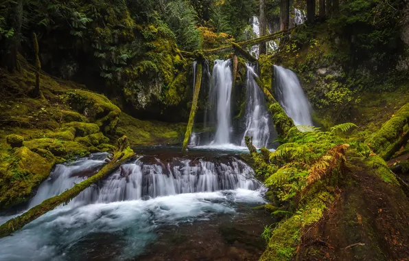 Картинка деревья, парк, водопад, мох, США, Silver Falls State Park