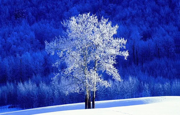 Картинка Зима, Снег, Лес, Канада, Canada, Winter, Snow, Британская Колумбия