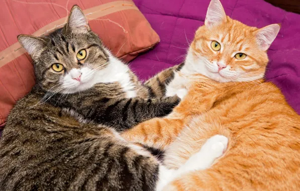 Кошки, двое, Cats