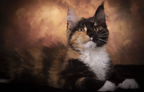 Кошка, взгляд, поза, темный фон, котенок, мордочка, лежит, мех