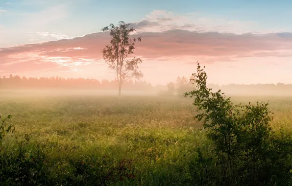 Поле, лес, лето, небо, трава, облака, пейзаж, ветки