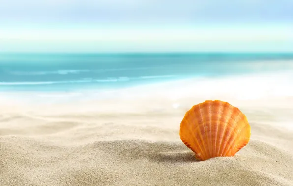 Картинка песок, море, пляж, лето, солнце, ракушка, beach, sand