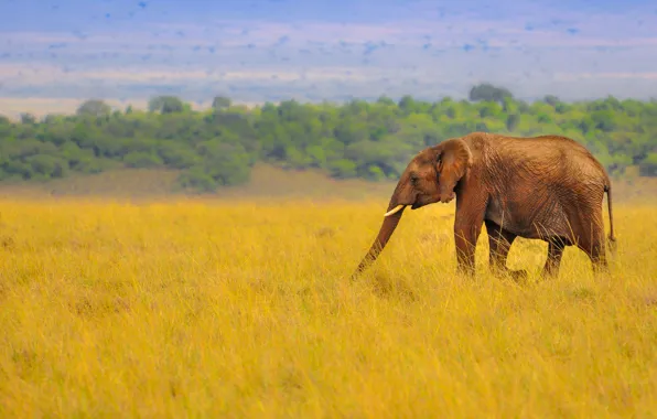 Трава, природа, слон, саванна, африка