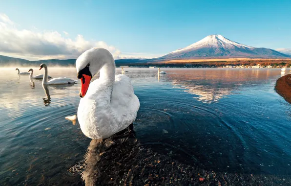 Swan, sunset, mountain, lake, snow, dawn