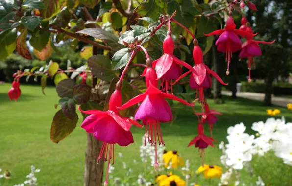 Blüten, Blumen, Tränendes Herz