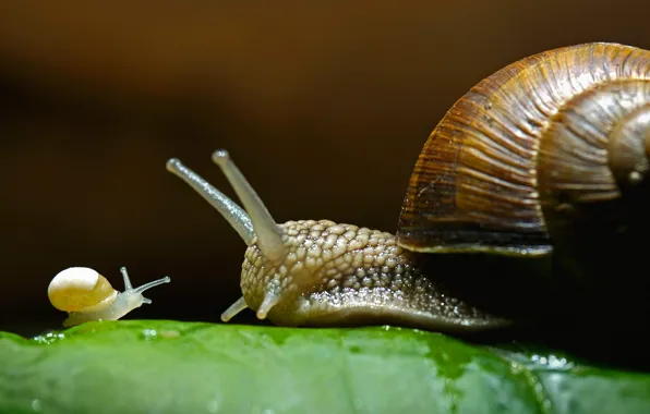 Картинка семья, домик, виноградная улитка