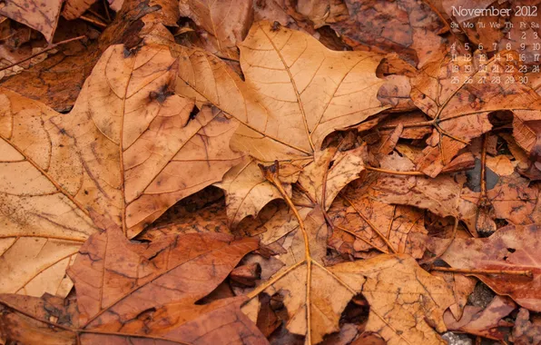 Картинка осень, листья, листва, 2012, календарь, числа, ноябрь, november