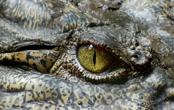 Глаз, Австралия, Хищник, Крокодил, Рептилия, Australia, Животное, Crocodile