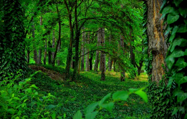 Картинка Зелень, Деревья, Лес, Green, Forest, Trees