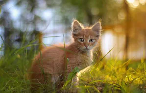 Кошка, кот, взгляд, поза, котенок, мордашка