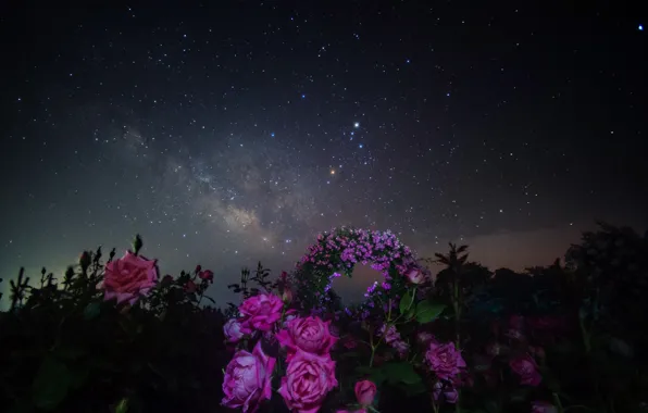 Картинка космос, звезды, цветы, ночь, пространство, розы, млечный путь