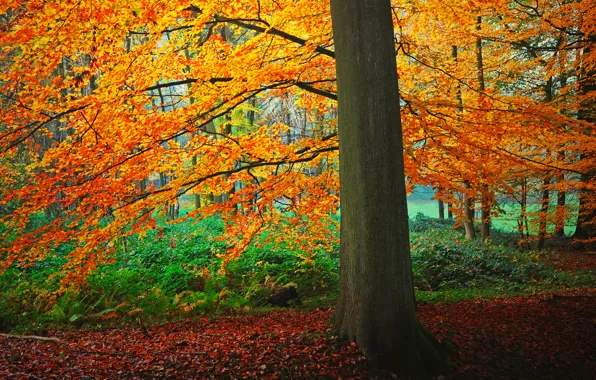Картинка осень, лес, листья, дерево, кусты