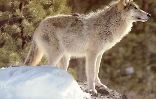 Картинка nature, predator, animal, wolf, wildlife, portrait, portrait., Canis lupus. face