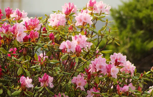 Flowering, shrub, rhododendron
