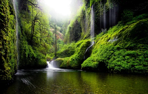 Зелень, листья, вода, деревья, природа, река, весна, США