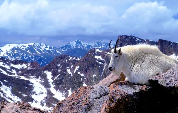 Картинка шерсть, Колорадо, рога, США, горный козел, гора Эванс