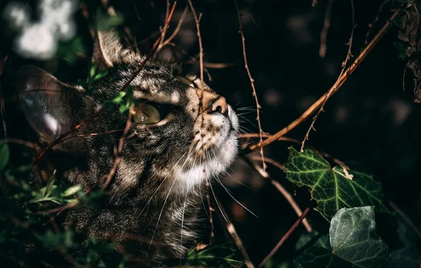 Картинка кот, взгляд, листья, охота, полосатый
