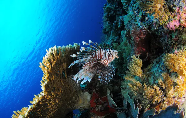 Картинка море, рыбы, кораллы, underwater, sea, подводный, fish, Lionfish