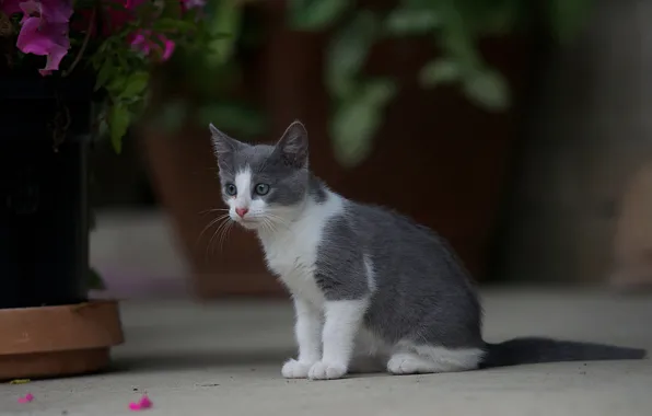 Кошка, цветы, дом, котенок, серо-белый