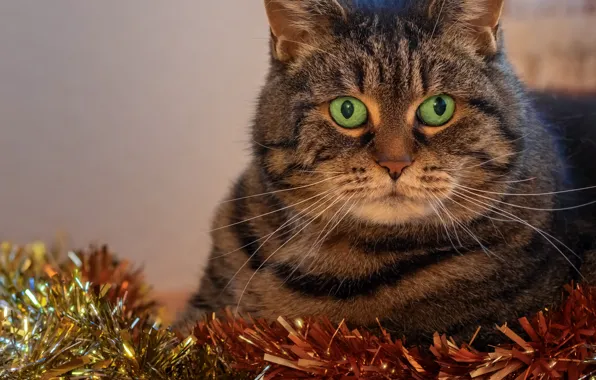 Картинка кот, праздник, новый год, портрет, мишура