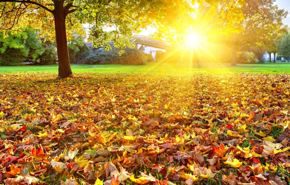 Картинка осень, листья, солнце, деревья, пейзаж, природа, ярко, золотая