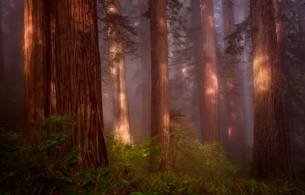 Лес, Природа, дымка, США, Секвойя, Redwood Grove, северная Калифорния