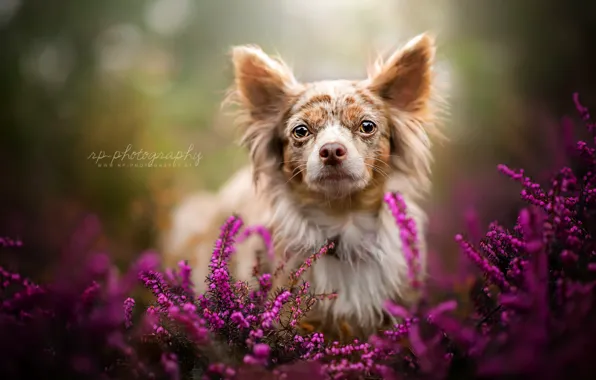 Взгляд, друг, собака