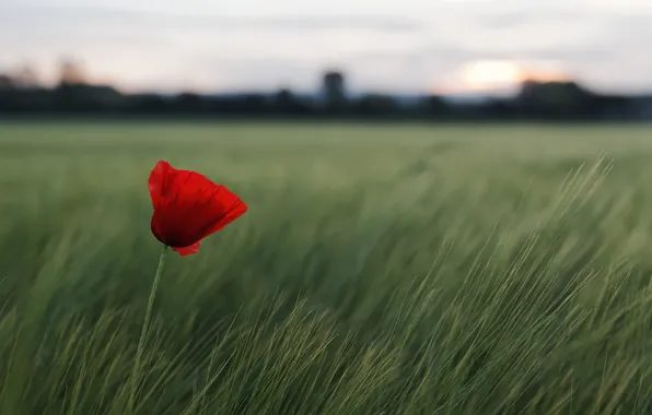 Картинка поле, цветок, трава, красный, природа