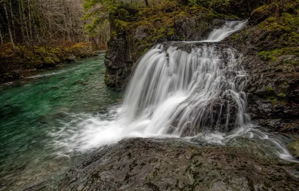Лес, деревья, река, камни, водопад, мох, Gordon River
