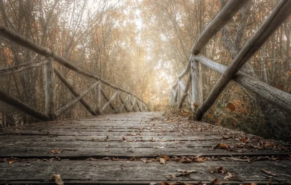 Осень, листья, мост, природа