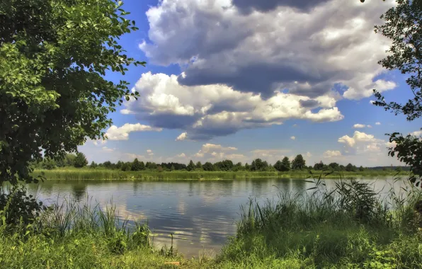 Картинка зелень, небо, природа