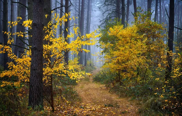 Осень, лес, деревья, природа, туман, листва, Radoslaw Dranikowski