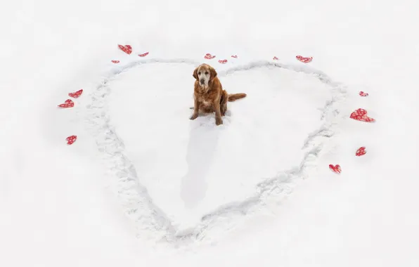 Картинка зима, сердце, собака