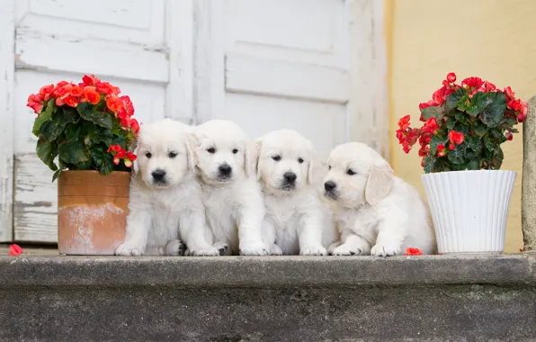 Картинка собаки, цветы, щенки, квартет, бегония
