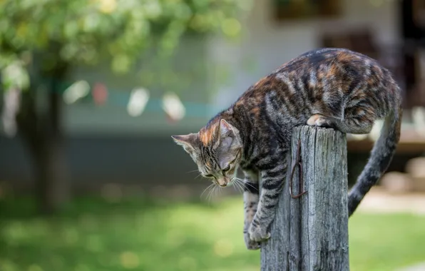 Животные, котенок, забор, лапы, хвост