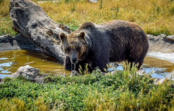Трава, вода, солнце, камни, медведь, коряга, бурый