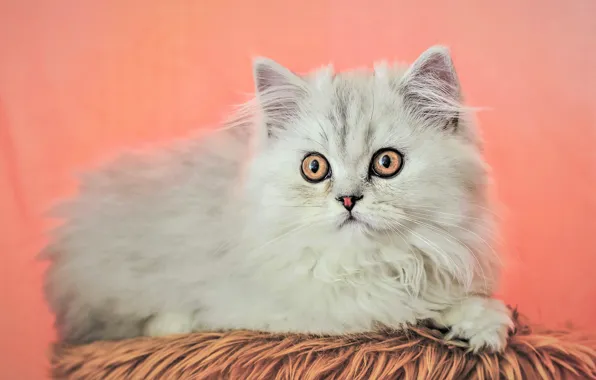Кошка, белый, взгляд, котенок, лежит, розовый фон, персидский