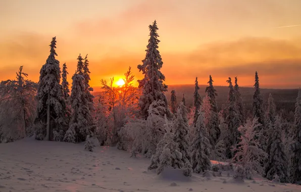 Картинка зима, небо, солнце, облака, снег, деревья, закат, ель