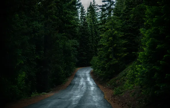 Картинка дорога, лес, деревья, пейзаж, природа, растения, forest, road