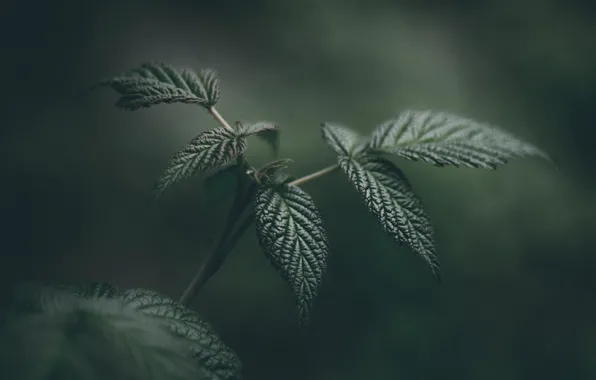 Листья, Растение, Растения, Flora, Plants, Close-up, Флора, Plant