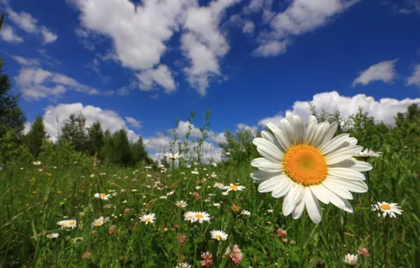 Картинка небо, трава, цветы, ромашка, луг