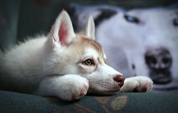 Картинка собака, щенок, сибирский хаск