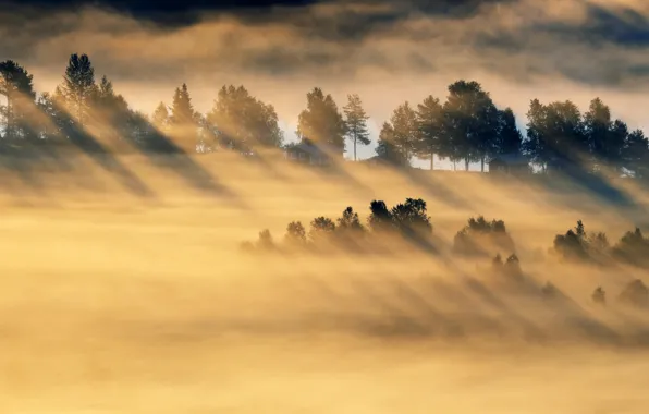 Картинка поле, свет, туман, утро