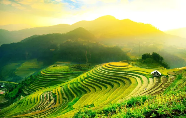 Пейзаж, природа, вьетнам, рисовые поля