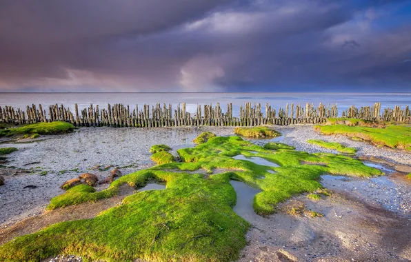 Зеленая трава, Песок, Облака, Горизонт, Тучи, Нидерланды, Побережье, Coast